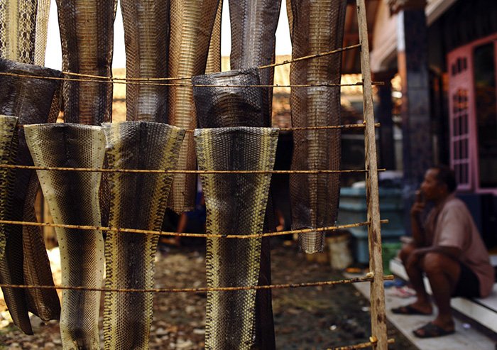 Photo de peau de serpent naturel