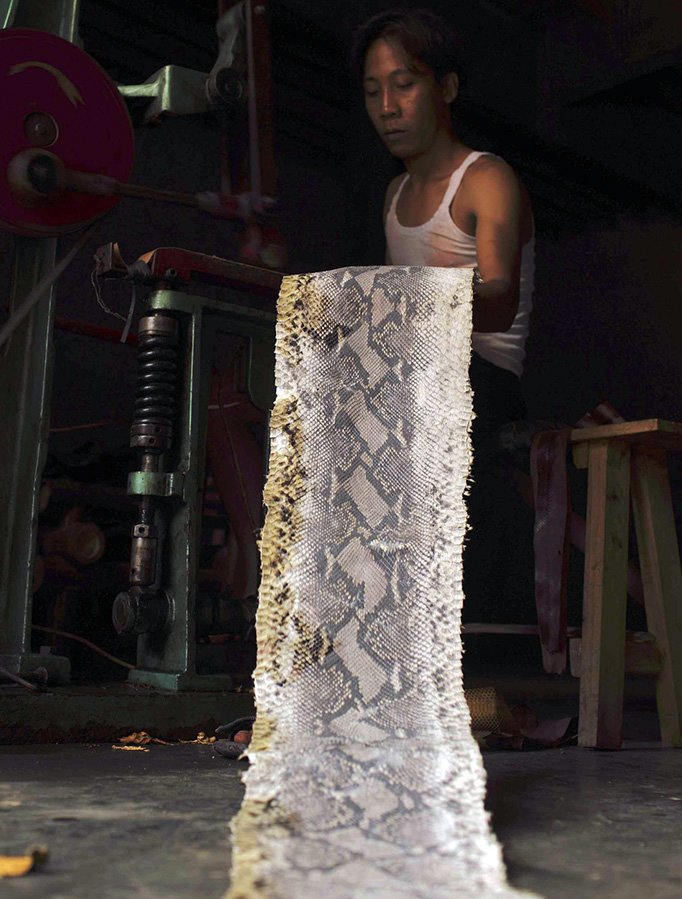 Photo de peau de serpent naturel