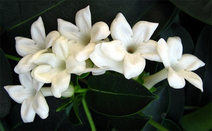 Parfum aphrodisiaque pour femme Jasmin photo