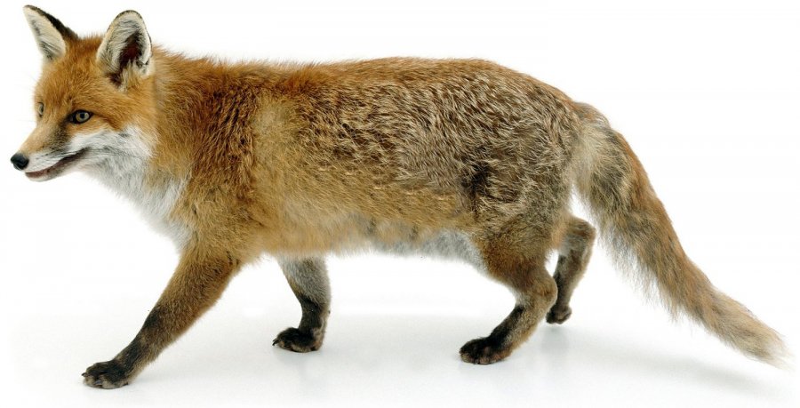 Manteaux de fourrure et photos de bien-être animal