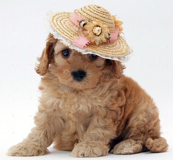 Chien dans un chapeau de paille, photo