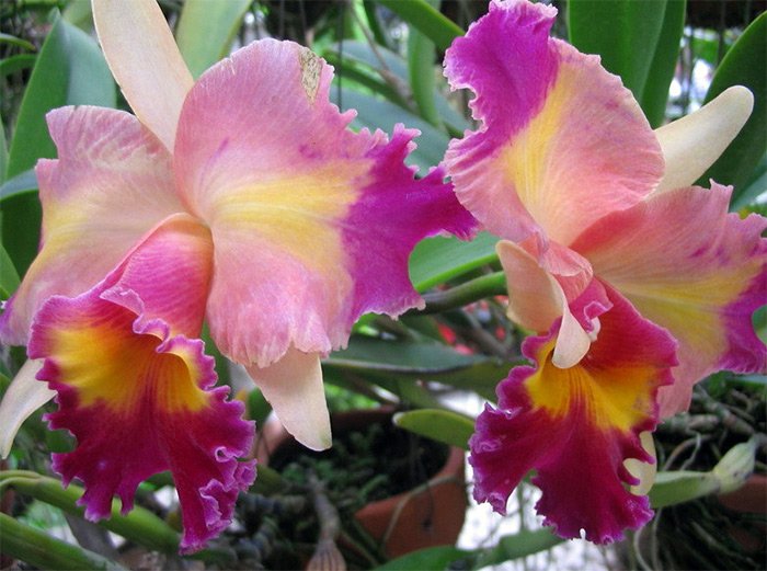 photo d'orchidée royale