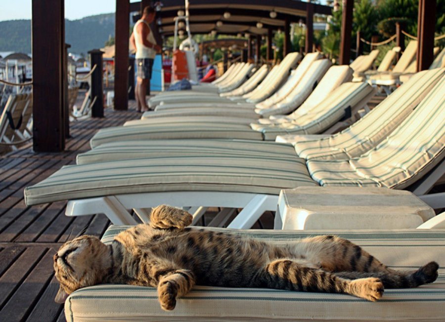 combien les chats peuvent-ils bronzer sur la plage