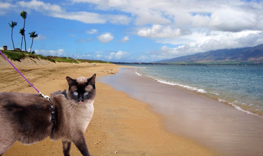 combien les chats peuvent-ils bronzer sur la plage