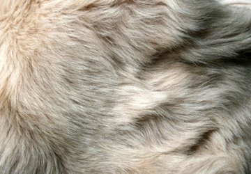 Fourrure toscane