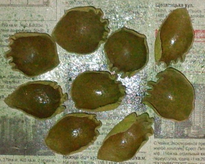 Faire des fleurs en cuir