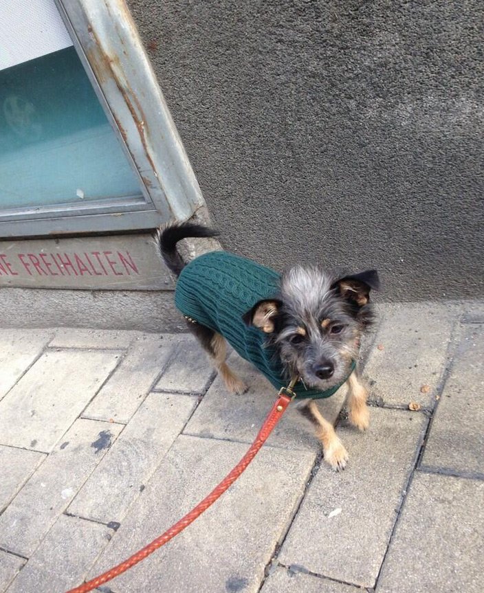 Modèle de chien Anja Rubik