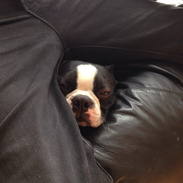 Top model Catherine McNeil, photo avec chien