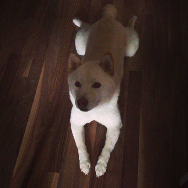 Photo du chien de la page d'Andreea Diaconu