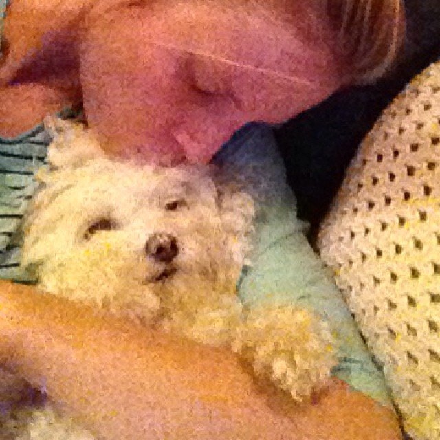 Chiens top modèles Suvi Maria Koponen