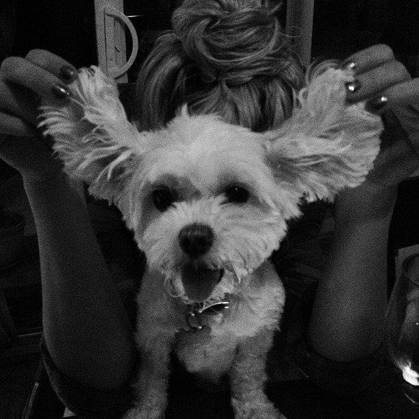 Chiens top modèles Suvi Maria Koponen