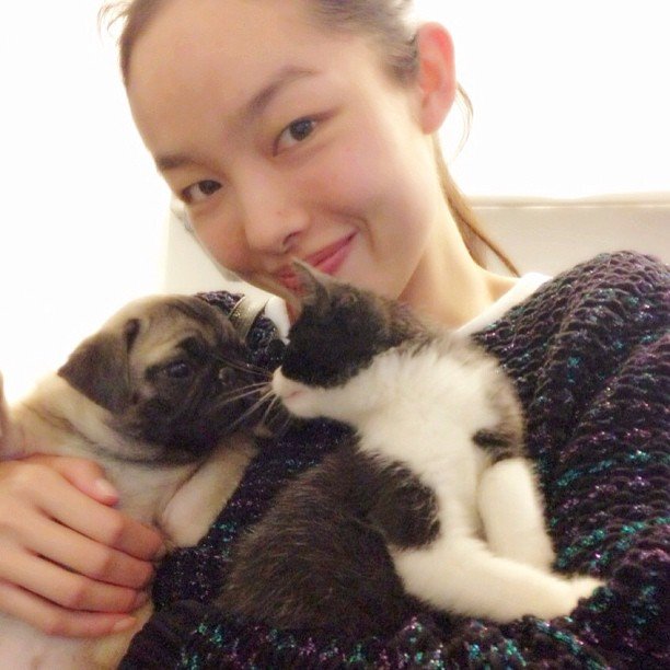 Modèles de chat et de chien