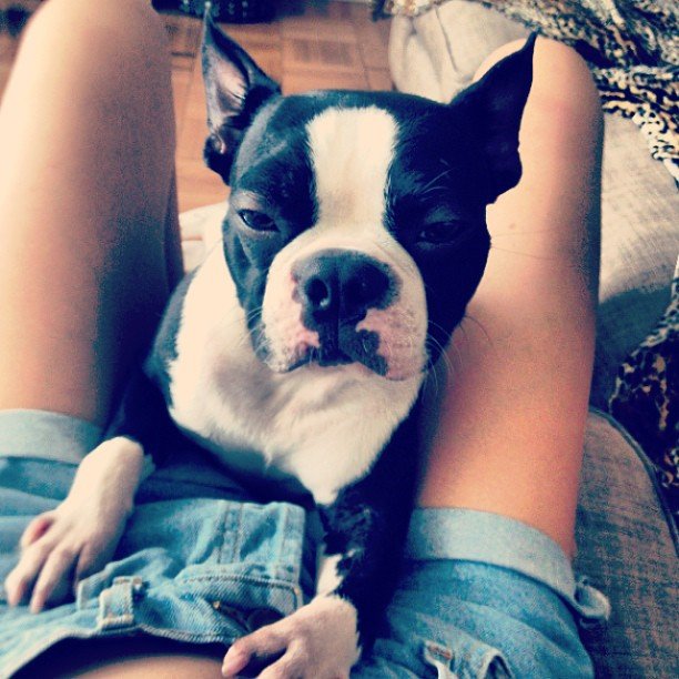 Top model Catherine McNeil, photo avec chien