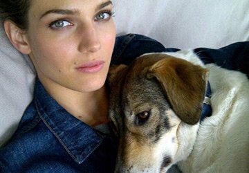 Modèles de chat et de chien