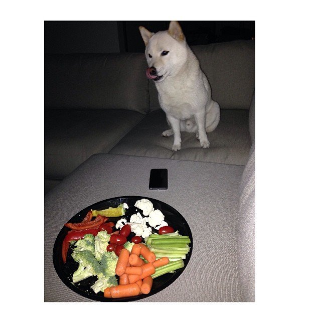 Photo du chien de la page d'Andreea Diaconu