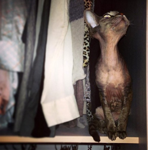 Top model Vlada Rosyalkova et un chat, photo