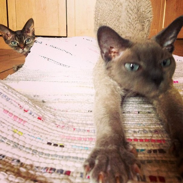 Top model Vlada Rosyalkova et un chat, photo