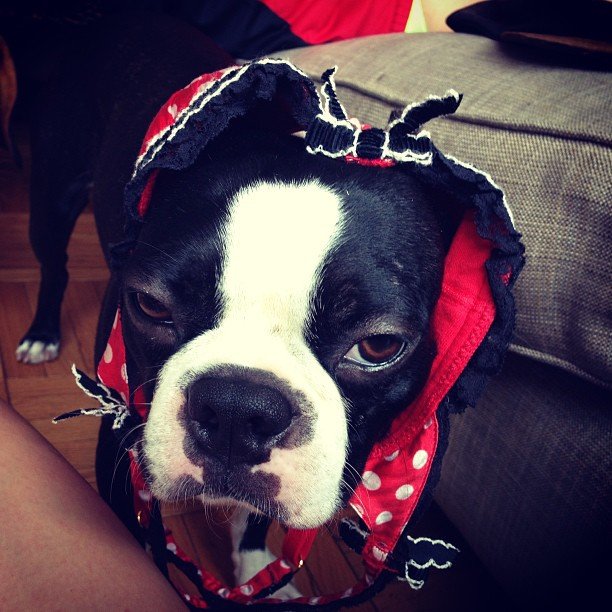 modèle de chien Catherine McNeil