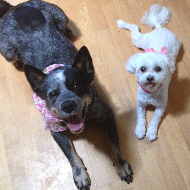 Chiens top modèles Suvi Maria Koponen