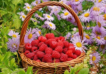 Parfumerie à l'arôme de framboise