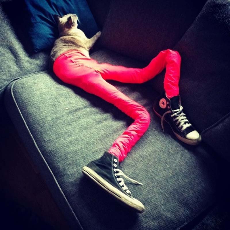 Séance photo de mode pour un chat