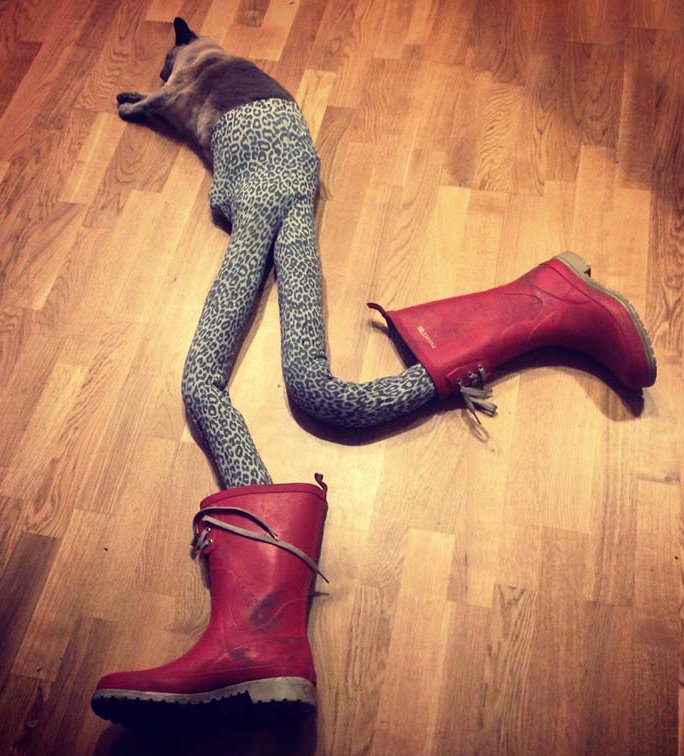 Séance photo de mode pour un chat