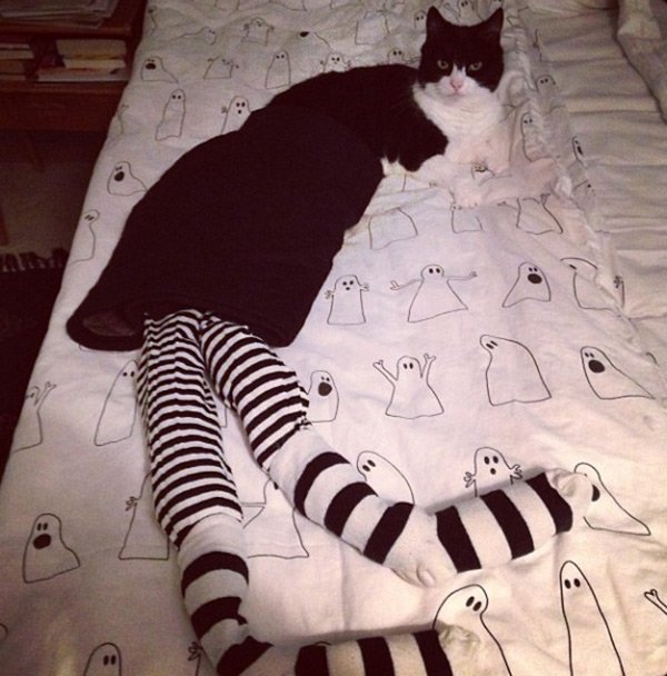 Séance photo de mode pour un chat