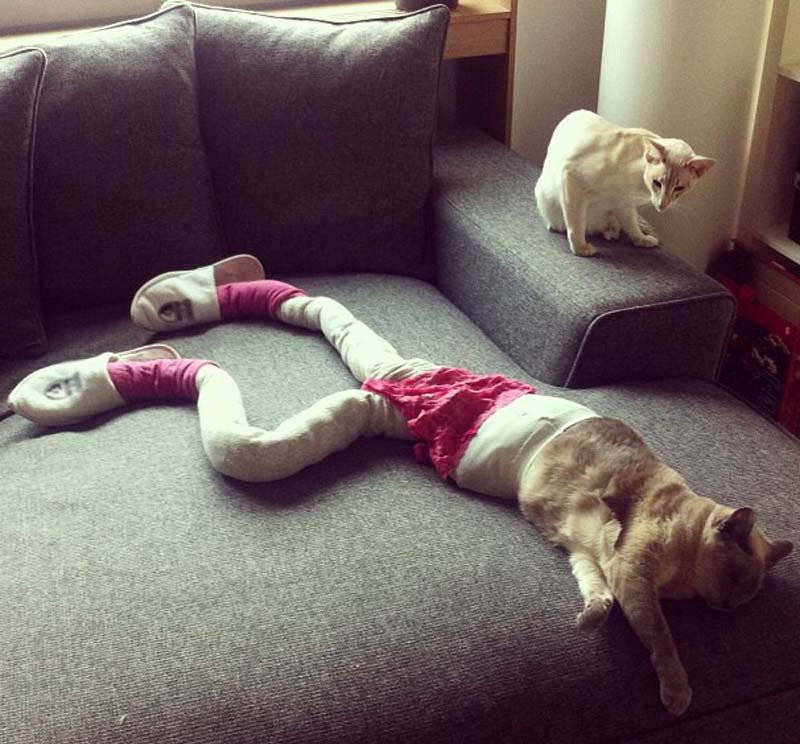 Séance photo de mode pour un chat