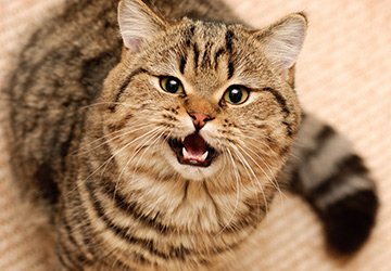 Choisir un animal de compagnie