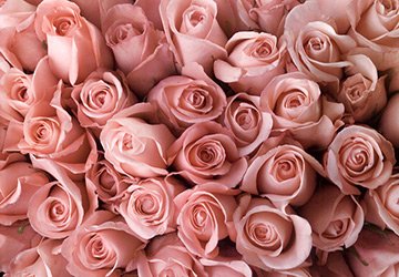 Couleur rose délicate dans les vêtements