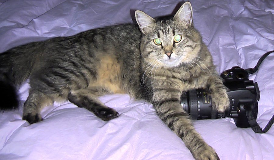 Séance photo de mode pour un chat