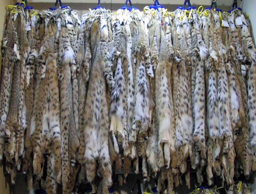 Qualité et durabilité de la fourrure