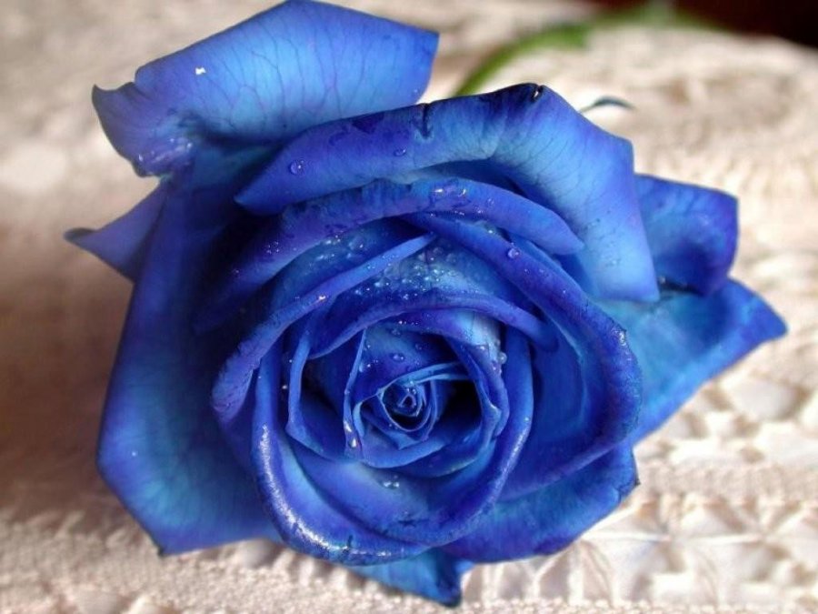Rose bleue - fleur bleue, photo