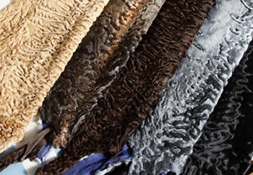 Karakul et broadtail