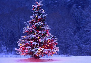 Adieu à l'arbre du nouvel an