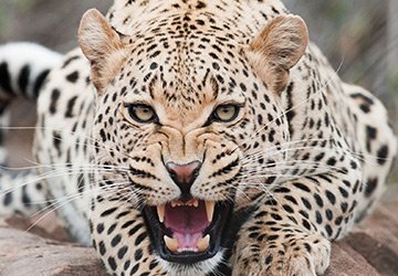 Imprimé léopard pour homme