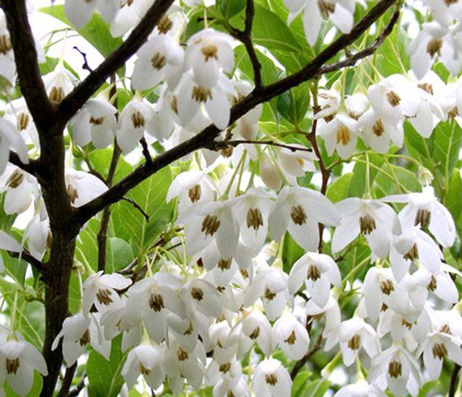 Arbre à résine de benjoin