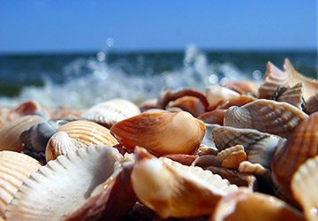 Bijoux de coquillage