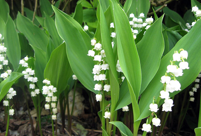 Le parfum du muguet en parfumerie