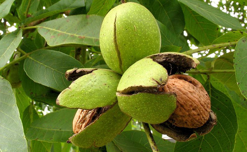 Noyer pour la coloration des cheveux