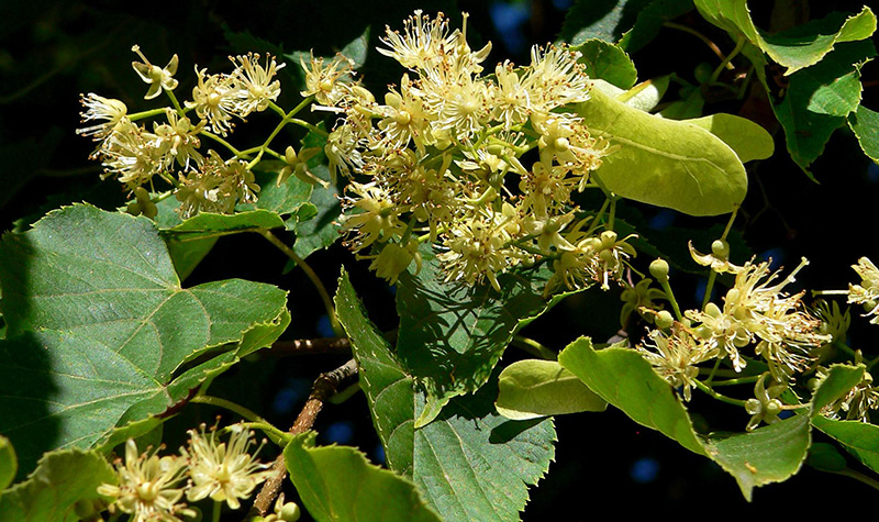 Fleurs et feuilles de tilleul pour les cheveux