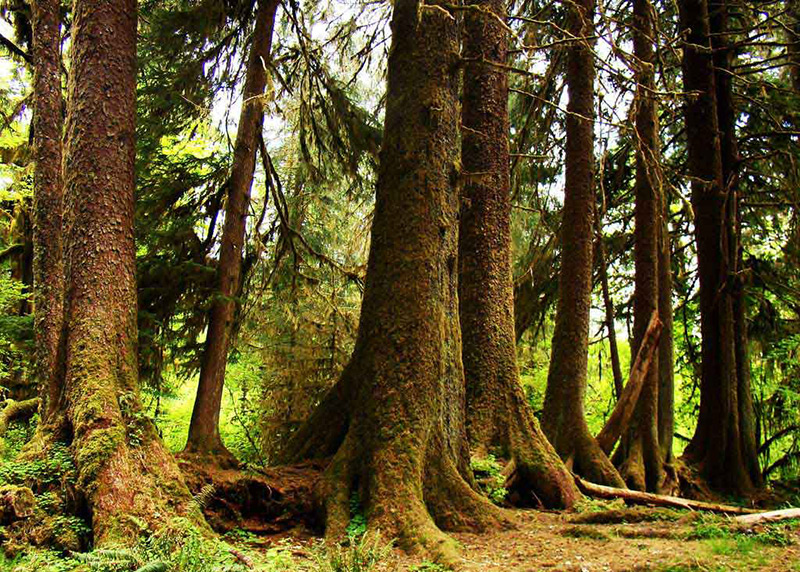 Teintures capillaires naturelles