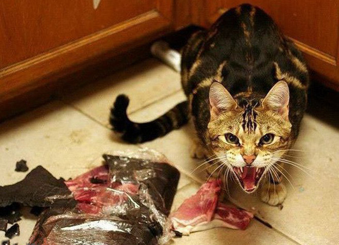 Combien ça coûte de garder un chat ou un chat