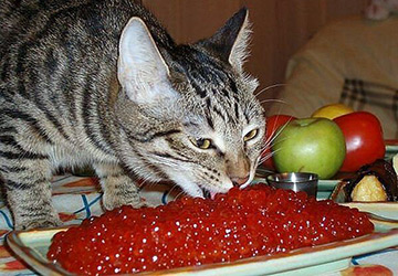 Chat non consanguin pour 300 000 roubles!