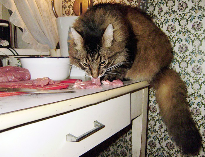 Combien ça coûte de garder un chat ou un chat