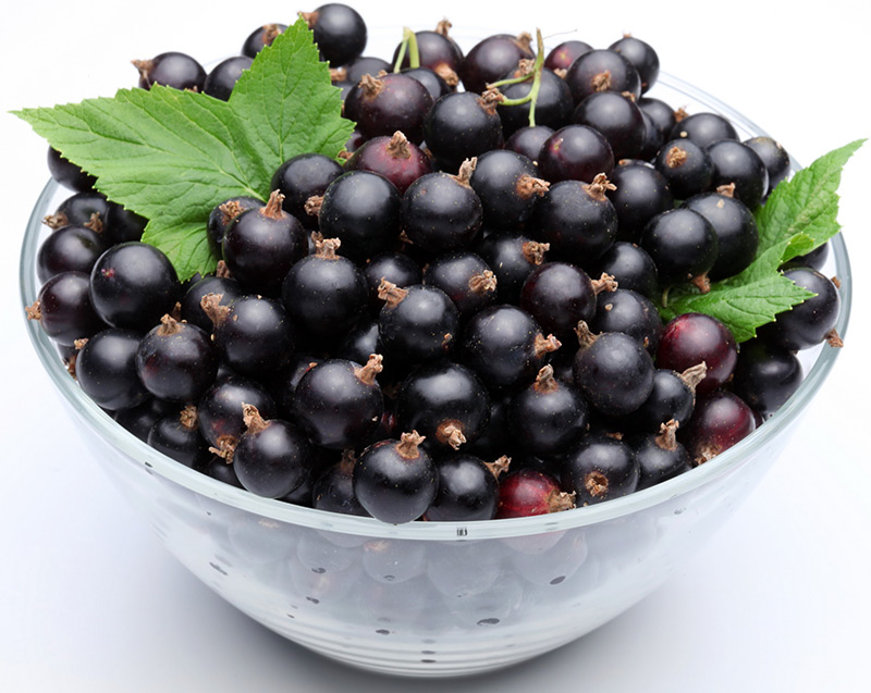 Groseille de jardin, photo