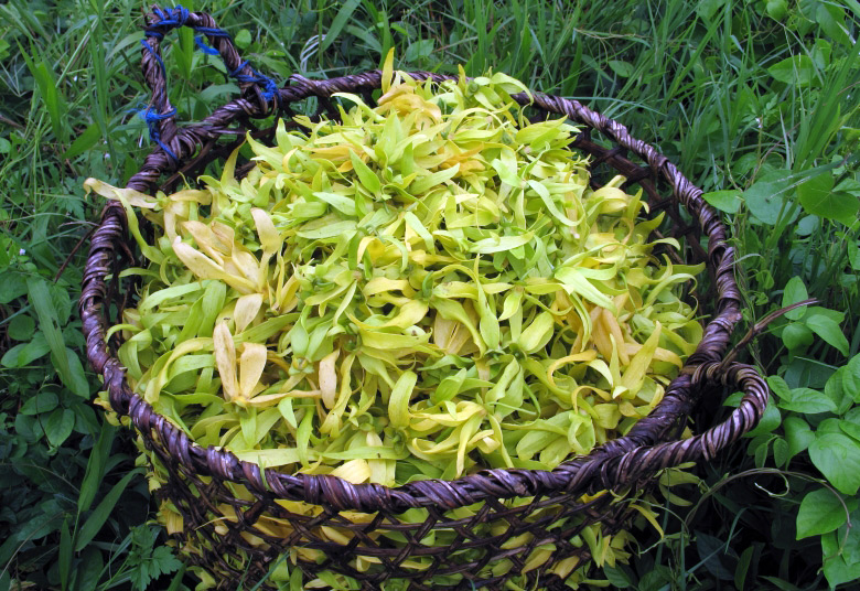 Fleur d'arbre d'ylang-ylang de Kananga