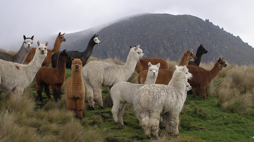 Laine d'alpaga luxueuse