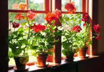 Huile essentielle de géranium