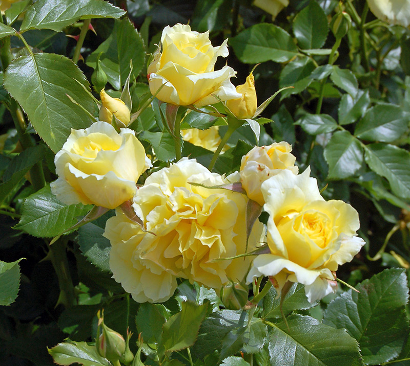 Parfums et fragrances en Chine